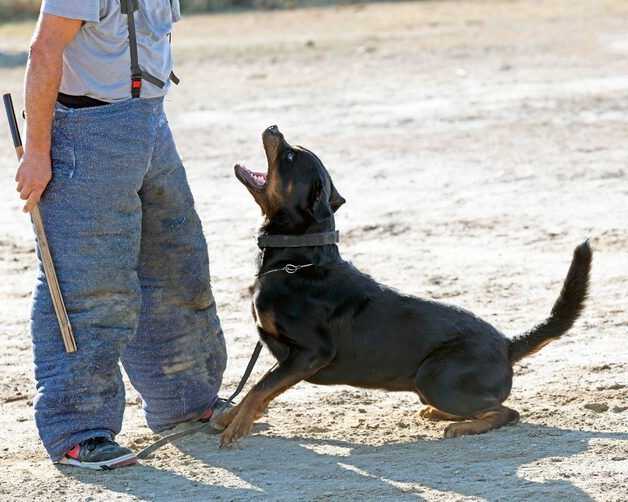 dog-training-service-in-hyderabad