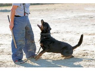 dog-training-service-in-hyderabad-small-0
