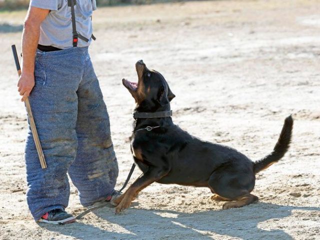 dog-training-service-in-hyderabad