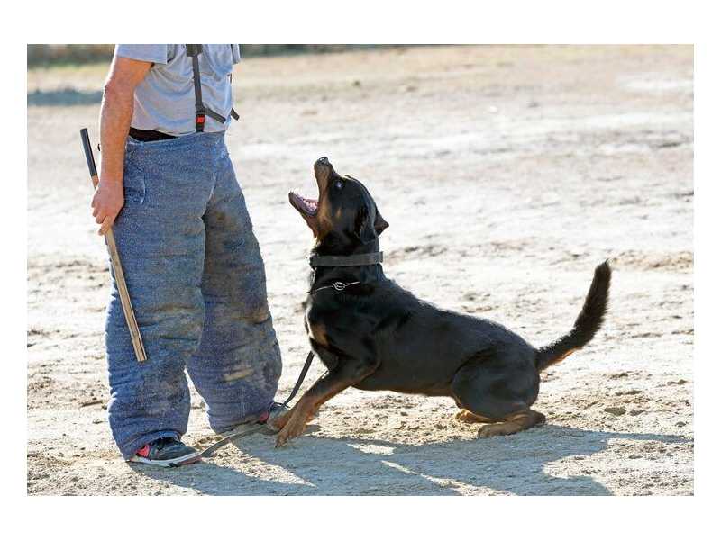dog-training-service-in-hyderabad-small-0