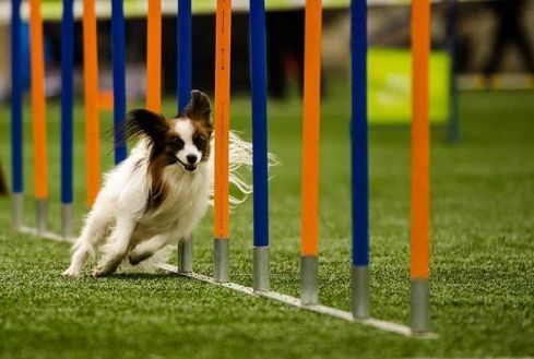 affordable-pet-training-that-delivers-priceless-results-big-0