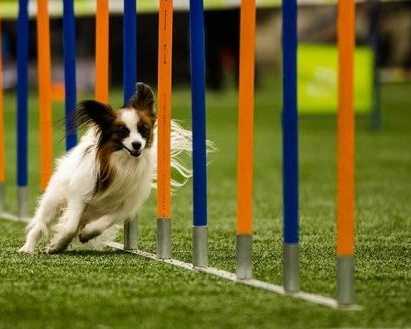 affordable-pet-training-that-delivers-priceless-results