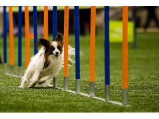 affordable-pet-training-that-delivers-priceless-results-small-0