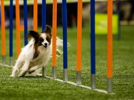 affordable-pet-training-that-delivers-priceless-results