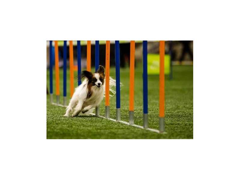 affordable-pet-training-that-delivers-priceless-results-small-0