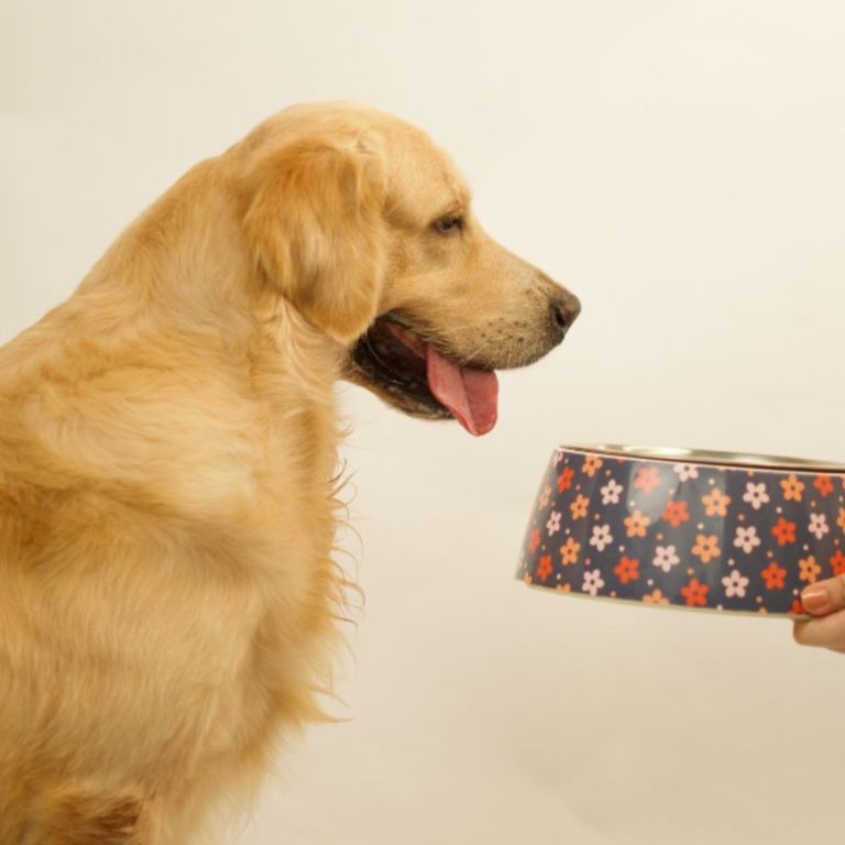 how-natural-ingredients-are-influencing-modern-pet-food-choices-big-0