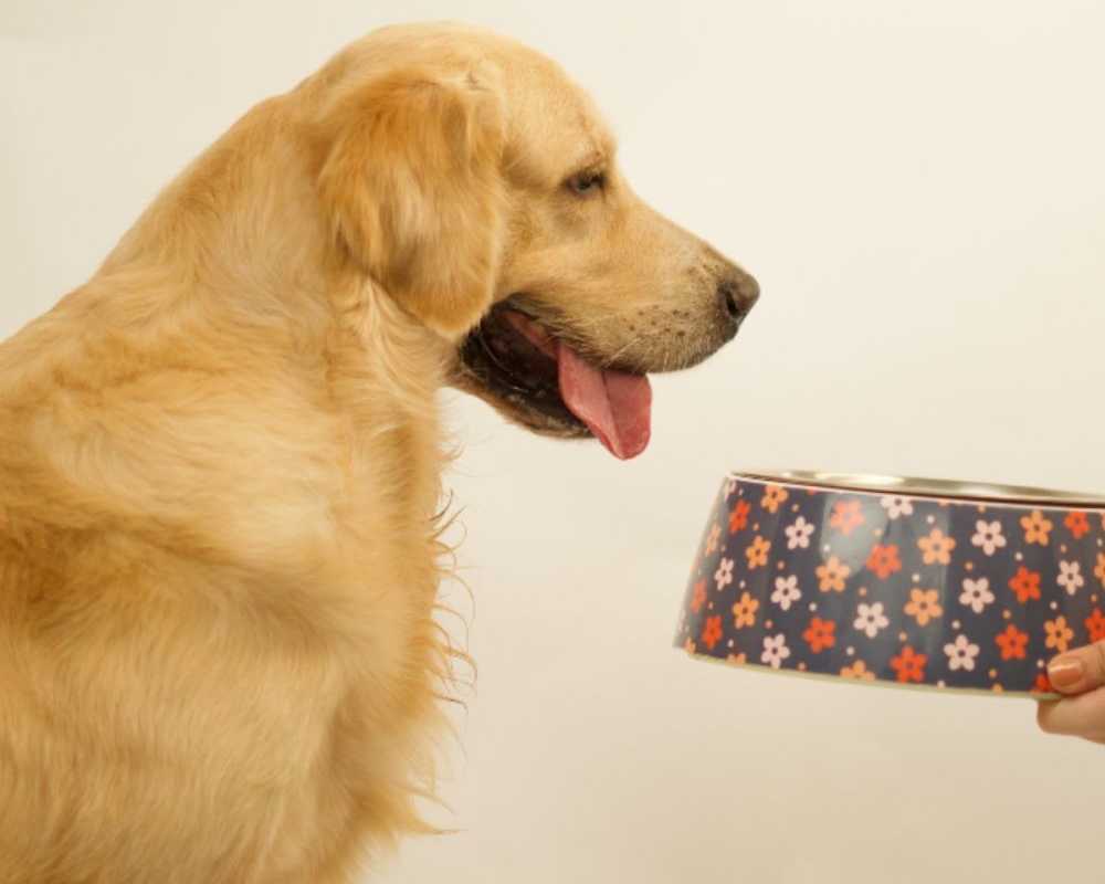 how-natural-ingredients-are-influencing-modern-pet-food-choices