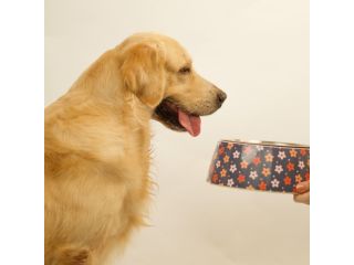 how-natural-ingredients-are-influencing-modern-pet-food-choices-small-0