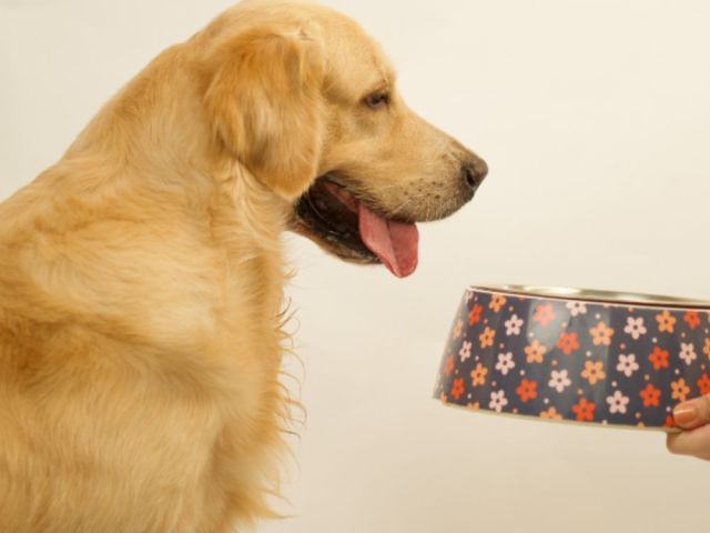 how-natural-ingredients-are-influencing-modern-pet-food-choices
