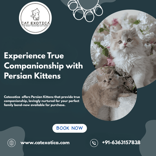 buy-persian-kittens-in-bangalore-big-0