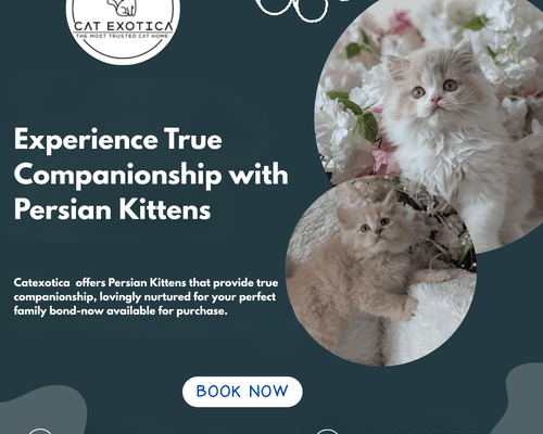 buy-persian-kittens-in-bangalore
