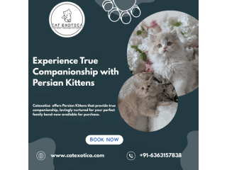 buy-persian-kittens-in-bangalore-small-0