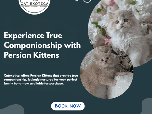 buy-persian-kittens-in-bangalore