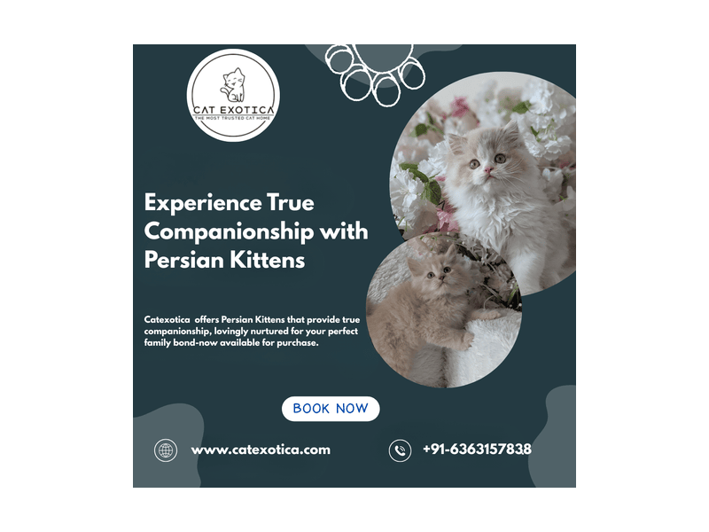 buy-persian-kittens-in-bangalore-small-0