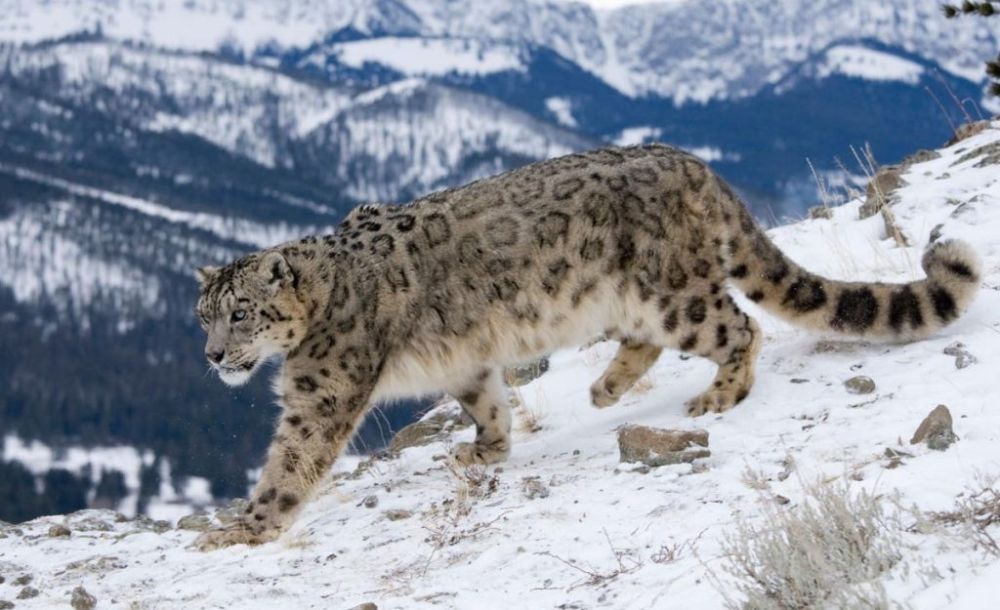 spiti-valley-snow-leopard-tours-wildlife-expedition-big-0