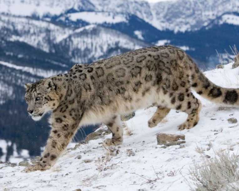 spiti-valley-snow-leopard-tours-wildlife-expedition