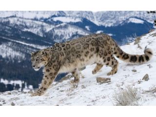 spiti-valley-snow-leopard-tours-wildlife-expedition-small-0