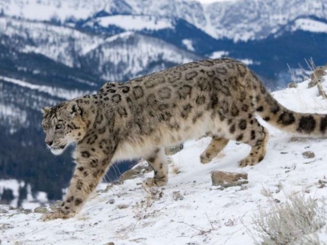 spiti-valley-snow-leopard-tours-wildlife-expedition