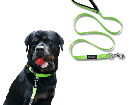 dog-collars-and-leashes-by-waggety-for-daily-use