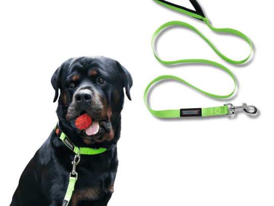 dog-collars-and-leashes-by-waggety-for-daily-use