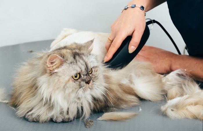 reliable-grooming-services-for-secunderabad-cats-big-0