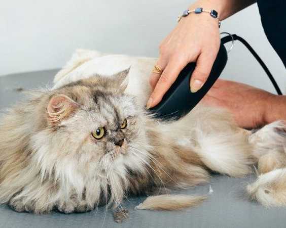 reliable-grooming-services-for-secunderabad-cats