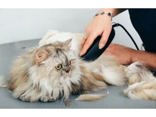 reliable-grooming-services-for-secunderabad-cats-small-0