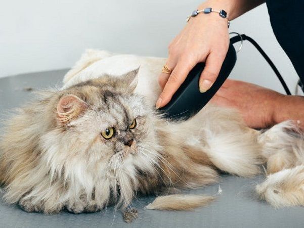 reliable-grooming-services-for-secunderabad-cats