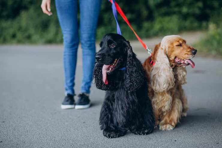 dog-walkers-in-bangalore-big-0