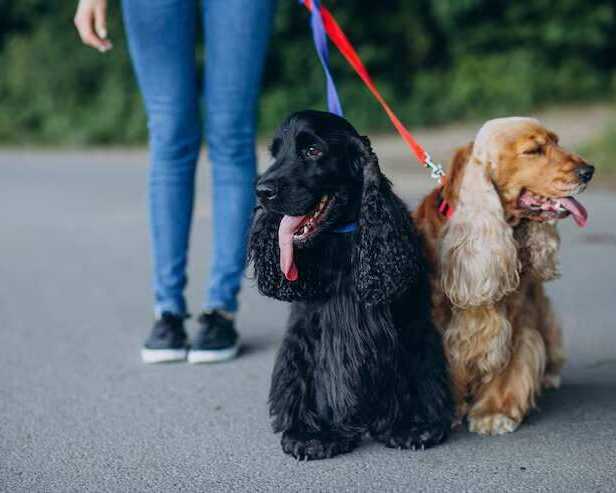 dog-walkers-in-bangalore