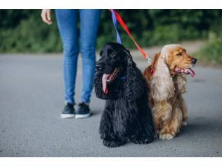 dog-walkers-in-bangalore-small-0