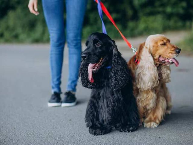 dog-walkers-in-bangalore