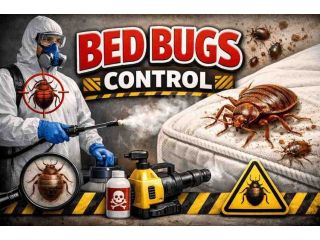 affordable-bed-bug-control-service-in-gurgaon-small-0