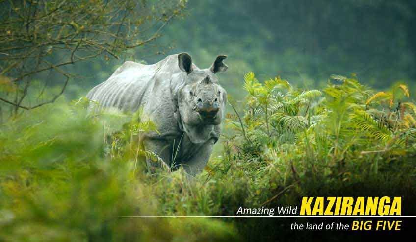 premium-kaziranga-tour-package-from-guwahati-big-1