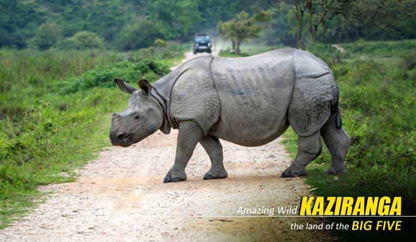 premium-kaziranga-tour-package-from-guwahati-big-0