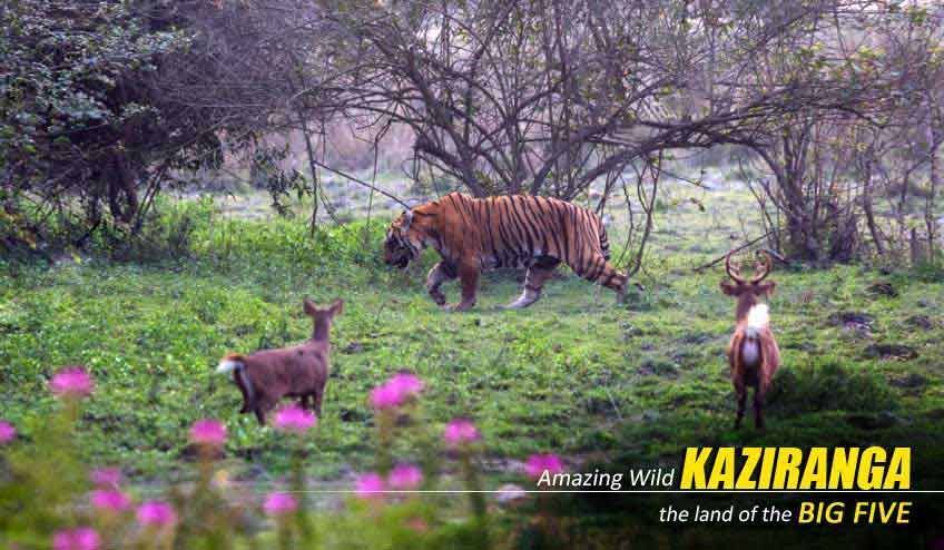 premium-kaziranga-tour-package-from-guwahati-big-3