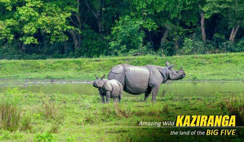 premium-kaziranga-tour-package-from-guwahati-big-2