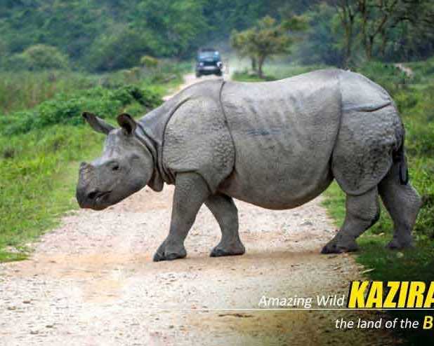 premium-kaziranga-tour-package-from-guwahati