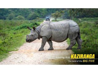 premium-kaziranga-tour-package-from-guwahati-small-0