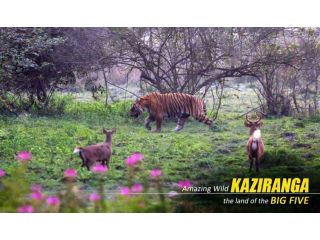 premium-kaziranga-tour-package-from-guwahati-small-3