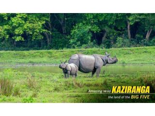 premium-kaziranga-tour-package-from-guwahati-small-2