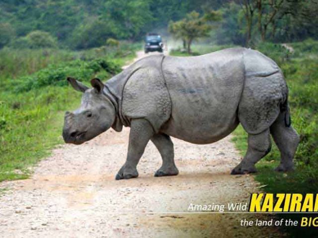 premium-kaziranga-tour-package-from-guwahati