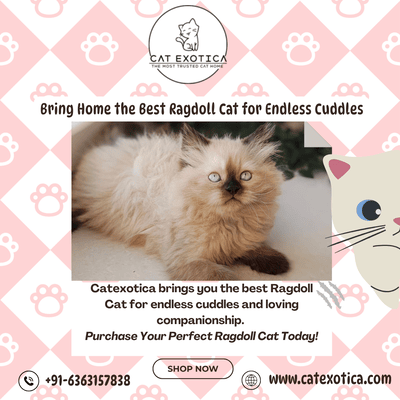 buy-ragdoll-cat-in-bangalore-big-0