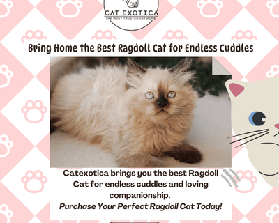 buy-ragdoll-cat-in-bangalore