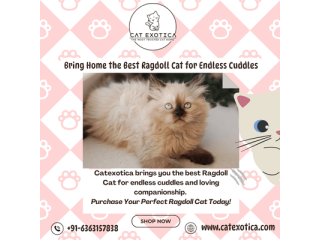 buy-ragdoll-cat-in-bangalore-small-0