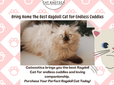buy-ragdoll-cat-in-bangalore