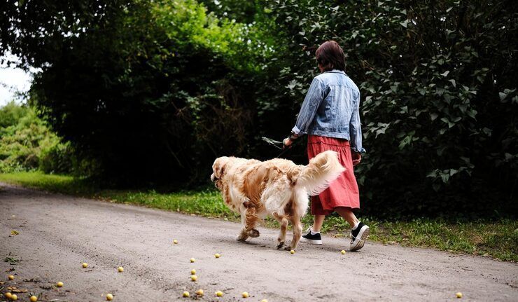 dog-walkers-in-delhi-big-0