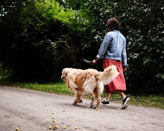 dog-walkers-in-delhi