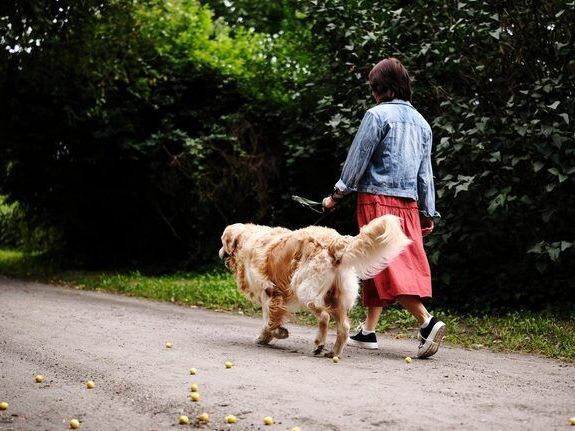 dog-walkers-in-delhi