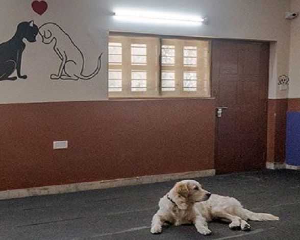 caring-pet-hostel-in-secunderabad-that-reduces-pet-anxiety